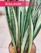 Sansevieria Bantel kraków rośliny wysyłka sklep, Sansewieria Bantel