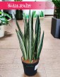 Roślina kolekcjonerska Sansevieria Bantel, Sansewieria Bantel