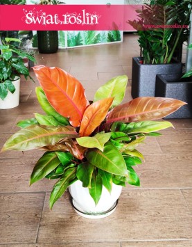 Filodendron Prince of Orange, Philodendron Prince of Orange sklep z roślinami internetowy online wysyłka