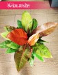 Filodendron Prince of Orange, Philodendron Prince of Orange sklep z roślinami w Krakowie, filodendron sklep Kraków