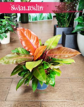 Filodendron Prince of Orange, Philodendron Prince of Orange modne rośliny z insta sklep online, popularne rośliny