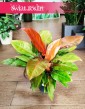 Filodendron Prince of Orange sklep online internetowy, Philodendron Prince of Orange wysyłka roślin,