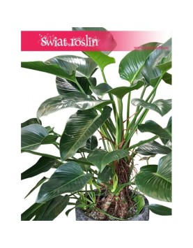Philodendron Green Beauty, Filodendron Green Beauty 1