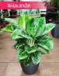 Duża Aglaonema Lemon Mint, Aglonema Lemon Mint, wysyłka roślin