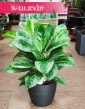 Aglaonema Lemon Mint, Aglonema Lemon Mint, modne rośliny doniczkowe, rośliny z insta