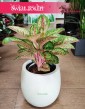 Aglaonema Painted Celebration, Aglonema Painted Celebration