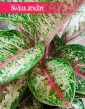 Aglaonema Painted Celebration, Aglonema Painted Celebration sklep z roślinami