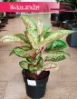 Aglaonema Painted Celebration, Aglonema Painted Celebration rośliny Kraków sklep wysyłka