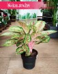 Aglaonema Painted Celebration, Aglonema Painted Celebration rośliny doniczkowe sklep internetowy online