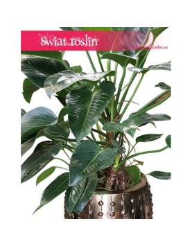 Philodendron Green Beauty, Filodendron Green Beauty 3
