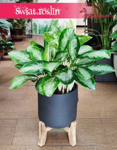Aglaonema Milky Way, Aglonema Milky Way