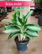Aglaonema Milky Way, Aglonema Milky Way sklep z roslinami Kraków wysyłka online