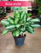 Aglaonema Milky Way, Aglonema Milky Way sklep internetowy online wysyłka roślin