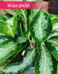 Aglaonema Milky Way, Aglonema Milky Way piękna aglonema sklep