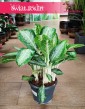 Aglaonema Milky Way, Aglonema Milky Way modna roślina sklep