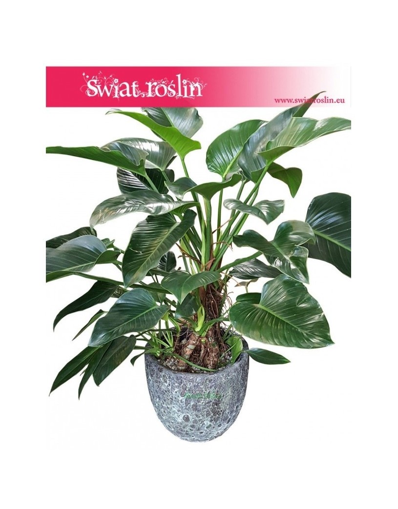 Philodendron Green Beauty, Filodendron Green Beauty 4