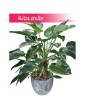 Philodendron Green Beauty, Filodendron Green Beauty 4