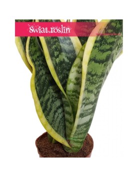 Sansevieria Futura Superba, Sansewieria Futura Superba, Sansevieria Gwinejska Futura Superba rośliny sklep online