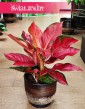 Duża Aglonema Cherry Baby, Wielka Aglaonema Cherry Baby
