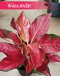 Duża Aglonema Cherry Baby, Wielka Aglaonema Cherry Baby sklep z roslinami wysyłka online