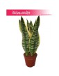 Sansevieria Futura Superba, Sansewieria Futura Superba, Sansevieria Gwinejska Futura Superba sklep z roślinami sklep internetowy