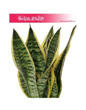 Sansevieria Futura Superba, Sansewieria Futura Superba, Sansevieria Gwinejska Futura Superba wysyłka roślin sklep