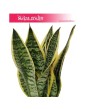 Sansevieria Futura Superba, Sansewieria Futura Superba, Sansevieria Gwinejska Futura Superba wysyłka roślin sklep
