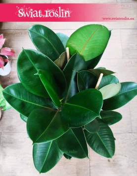 Fikus sprężysty Robusta, Figowiec sprężysty Robusta, Ficus elastica Robusta sklep