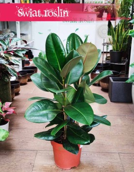 Fikus sprężysty Robusta, Figowiec sprężysty Robusta, Ficus elastica Robusta sklep z roślinami w Krakowie