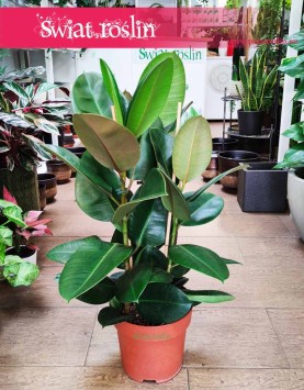 Fikus sprężysty Robusta, Figowiec sprężysty Robusta, Ficus elastica Robusta sklep z roślinami internetowy online