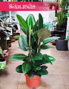 Fikus sprężysty Robusta, Figowiec sprężysty Robusta, Ficus elastica Robusta popularny fikusk sklep z roślinami online