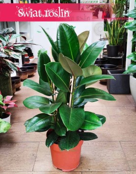 Fikus sprężysty Robusta, Figowiec sprężysty Robusta, Ficus elastica Robusta modny fikus sklep