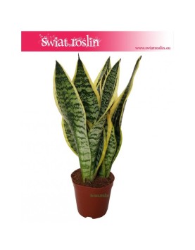 Sansevieria Futura Superba, Sansewieria Futura Superba, Sansevieria Gwinejska Futura Superba sklep Kraków