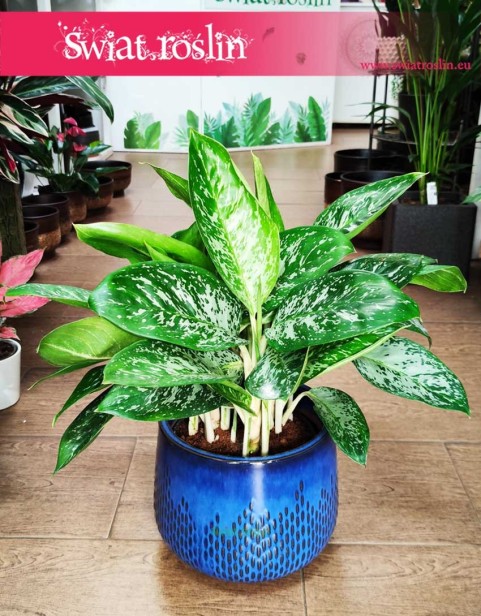 Aglaonema Pearl, Aglaonema Pearl,
