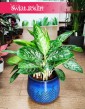 Aglaonema Pearl, Aglaonema Pearl,