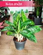 Aglaonema Pearl, Aglaonema Pearl sklep z roślinami w Krakowie wysyłka