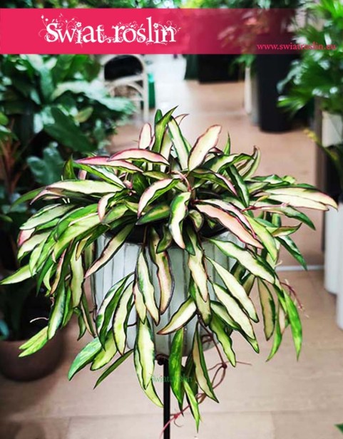 Hoya Wayetii Tricolor, Hoja Wayetii Tricolor sklep z roślinami doniczkowymi, wysyłka roślin