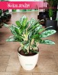 Aglaonema Laurel Green, Aglonema Laurel Green,