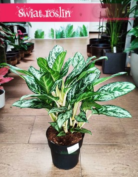 Aglaonema Laurel Green, Aglonema Laurel Green sklep z roślinami doniczkowymi internetowy online