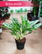 Aglaonema Laurel Green, Aglonema Laurel Green sklep stacjonarny z roślinami Kraków online wysyłka roślin