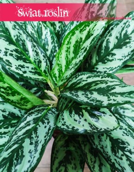 Aglaonema Laurel Green, Aglonema Laurel Green piękna roślina o cudownych liściach
