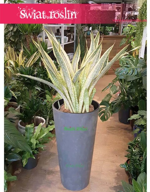 Duża Sansewieria Lauren, Wężownica, Wielka Sansevieria Lauren,  rosliny do hotelu, do biurowca, do firmy do domu