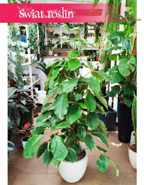 Tetrastigma Voinierianumroślina do mieszkania do biura do firmy sklep online, Winorośl Kasztanowata