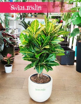 Kroton Petra, Trójskrzyn, Codiaeum