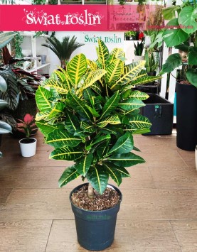 Kroton Petra internetowy sklep z roslinami online, Trójskrzyn, Codiaeum