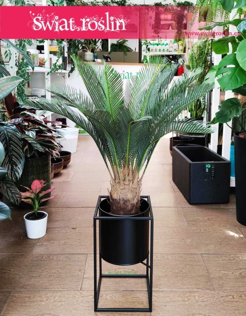 Sztuczny Cycas Revoluta, Sagowiec wygięty roślina sztuczna