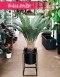 Sztuczny Cycas Revoluta, Sagowiec wygięty roślina sztuczna