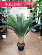 Sztuczny Cycas Revoluta sklep z roślinami online, Sagowiec wygięty roślina sztuczna