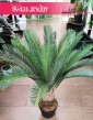 Sztuczny Cycas Revoluta sklep w krakowie, Sagowiec wygięty roślina sztuczna