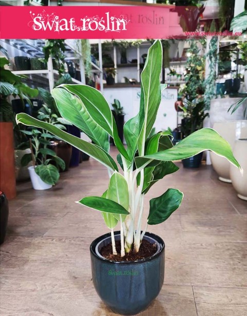 Aglaonema Cintho King internetowy sklep online z roslinami, Aglonema Cintho King,
